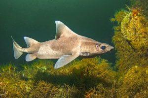 Angular, Rough shark